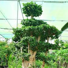 Ficus Multi Head {3m/4m}